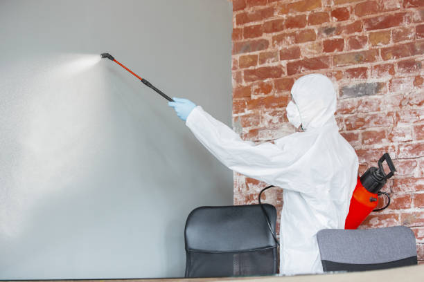 Best Mold Removal for HVAC Installations  in Bridgeport, OH