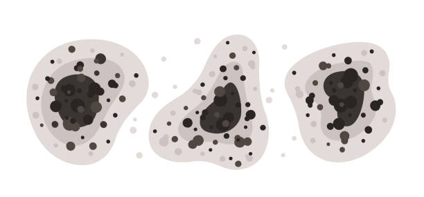 Best Black Mold Removal  in Bridgeport, OH